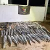 Batalh�o Ambiental da PM prende homem com mais de 340 quilos de pescado ilegal em Cuiab�