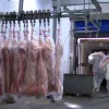 Exporta��es de carne su�na do Brasil batem recorde hist�rico em mar�o