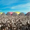 Safra de algod�o 2025/26 do Brasil deve atingir 3,86 milh�es de toneladas, aponta StoneX