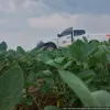 Vazio sanit�rio da soja j� est� em vig�ncia em Mato Grosso