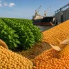 Soja ganha for�a no mercado brasileiro, enquanto milho enfrenta press�o com safra recorde e concorr�ncia internacional