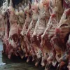 Brasil abate 10,29 milh�es de bovinos no 1� trimestre e participa��o de f�meas atinge 49,9%, aponta IBGE