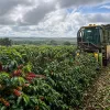 Colheita de caf� da Expocacer chega a 51% da safra 2026/27