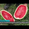 Brasil bate recorde na venda de frutas para o exterior em 2026