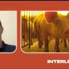 Inteligencia artificial e sensores melhoram criacao de porcos no Brasil