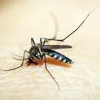 Por que mosquitos picam mais algumas pessoas? Estudo explica