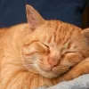 Mutir�o gratuito de castra��o de c�es e gatos continua no interior de SP