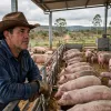 Suinocultura de MS cresce 16% e vira destaque nacional em abate de su�nos em 2026