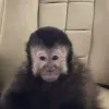 Macaco 'b�bado' que atacou vizinhos e deixou 5 feridos morre e ex-pol�tico promete vingan�a