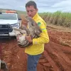 Filhote de anta resgatada com perna quebrada no interior de SP recupera peso e ganha nome