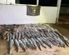 Batalh�o Ambiental da PM prende homem com mais de 340 quilos de pescado ilegal em Cuiab�