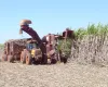 Produ��o de cana recua, mas etanol atinge e a��car se mant�m em alta