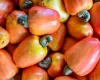 Caju une sabor, sa�de e versatilidade na alimenta��o di�ria
