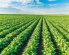 �rea de soja cresce quase 300 mil hectares em MT e RO mesmo com cr�dito rural mais restritivo