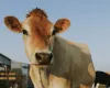 Tecnologia de biometria bovina chega ao Brasil com foco em rastreabilidade e seguran�a no campo