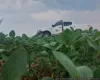 Vazio sanit�rio da soja j� est� em vig�ncia em Mato Grosso