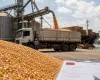 Advers�rio do Brasil na Copa do Mundo compra 1,37 milh�o de toneladas de milho de Mato Grosso