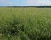 Redu��o de 55% na produ��o de sementes de ruziziensis exige planejamento antecipado para safra 2025/26