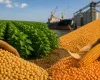 Soja ganha for�a no mercado brasileiro, enquanto milho enfrenta press�o com safra recorde e concorr�ncia internacional