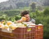 Egito e �frica do Sul dominam mercado global de laranja de mesa e ampliam press�o sobre concorrentes