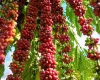 Com assist�ncia t�cnica da Empaer, cafeicultura de Colniza alcan�a produtividade recorde