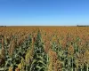 Com safrinha sob risco, produtor encontrou no sorgo uma solu��o para rentabilidade e manejo de plantas daninhas