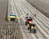Agricultor paranaense triplica a produtividade do milho e estabelece recorde nacional