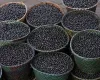 Nanofertilizante feito com caro�o de a�a� aumenta crescimento de milho e sorgo