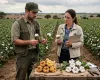 Polato Sementes aposta em novas variedades de algod�o com at� 495,7 sacas por hectare