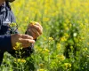 Canola avan�a no Brasil como op��o rent�vel no inverno