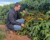 Projeto in�dito analisa o tecido vegetal do cafezal e transforma dados da planta em decis�es de manejo