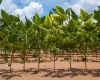 Semeadura da soja ultrapassa 50% da �rea em Mato Grosso, aponta Imea