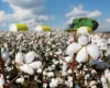 Mercado de algodo registra ajustes tcnicos e liquidez moderada no Brasi