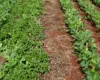 Planta daninha caruru muda a forma de cuidar da soja e herbicidas pr�-emergentes viram a chave