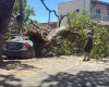 �rvore cai em Fortaleza e destr�i carro, muro e port�o de uma casa