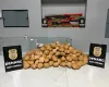 Pol�cia Civil apreende mais de 150 quilos de maconha em casa no bairro Jardim Uni�o