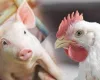 Custos de produção de frangos e suínos recuam em maio nos principais estados produtores