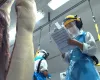 Exportaes de carne suna batem recorde histrico em receita e registram forte crescimento
