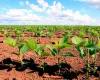 Termina o plantio da soja, mas seca atrasa ciclo e derruba produtividade