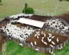 Confinamento bovino em MT deve crescer 55% em 2026, aponta proje��o do Imea