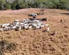 120 bois suspeitos de serem roubados s�o achados em fazenda em MT