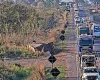 Caminhoneiro morre ap�s carreta carregada com algod�o tombar na BR-364 em Jangada (MT)