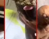 Jovem presa ap�s oferecer maconha a cachorro em Mato Grosso