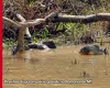 V�DEO IMPRESSIONANTE: Ariranhas lutam por peixe gigante no rio do Pantanal