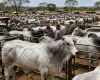 Feira de gado em Barra do Gar�as bate recorde com quase 4 mil bois de peso alto