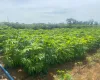 Governo de MT libera milh�es para agricultores familiares de 55 cidades