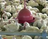 China, UE e Argentina suspendem compras de carne de frango do Brasil