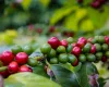 Governo de SP junta-se � Uni�o Europeia para apoiar produtores rurais em novas exig�ncias ambientais
