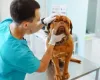 Comiss�o aprova porte de arma para m�dicos veterin�rios