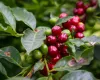 10 cidades de S�o Paulo que nasceram da agricultura e at� hoje s�o ligadas ao campo